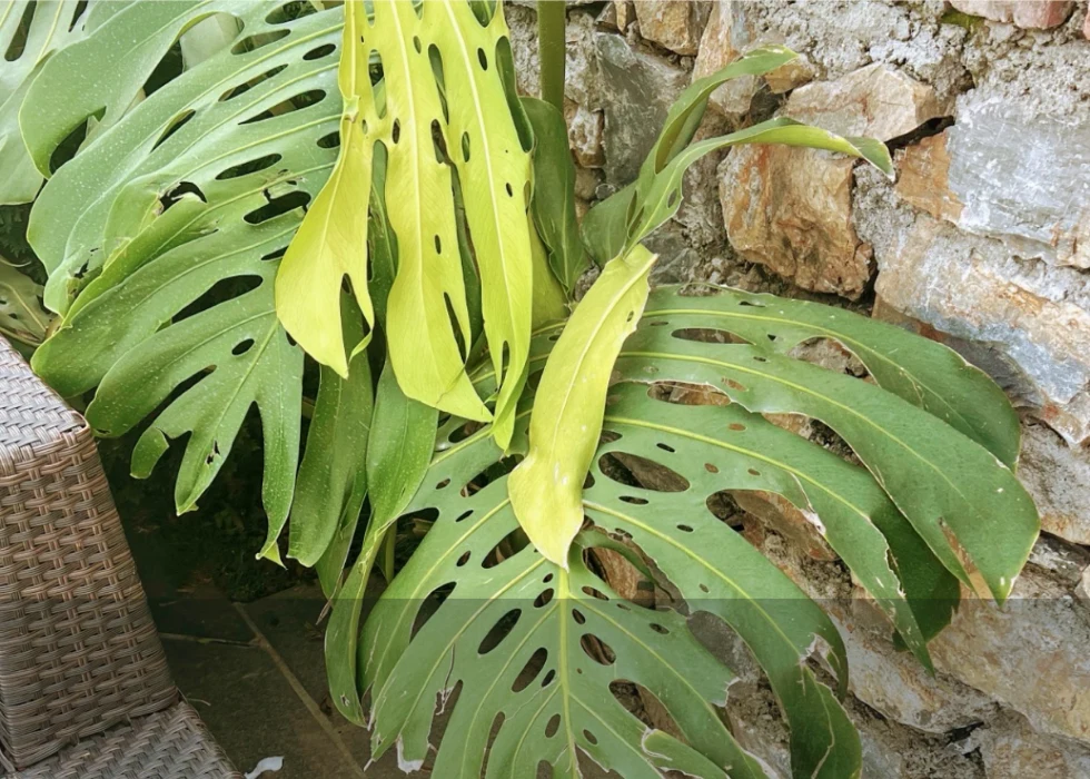Yellowing leaves on the Monstera pictured in a sample app check-up