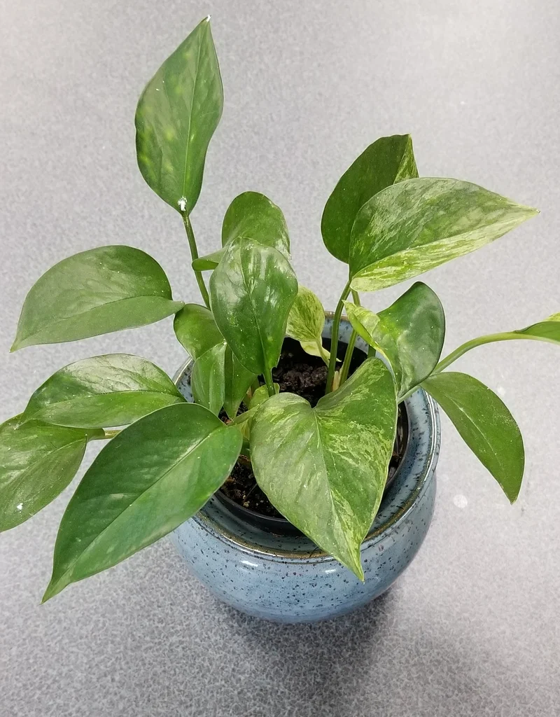 Pothos with naturally variegated green and light-colored leaves